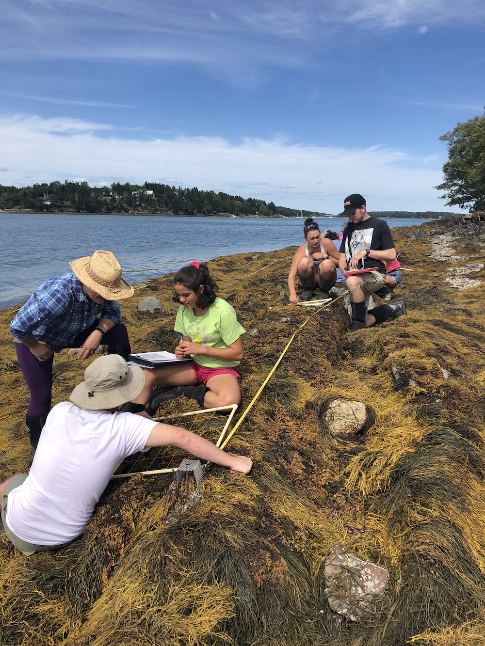 Students studying kelp