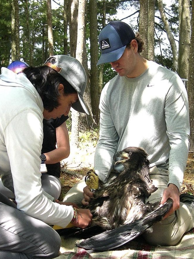 Hank and a partner place a tag on a bird's foot.