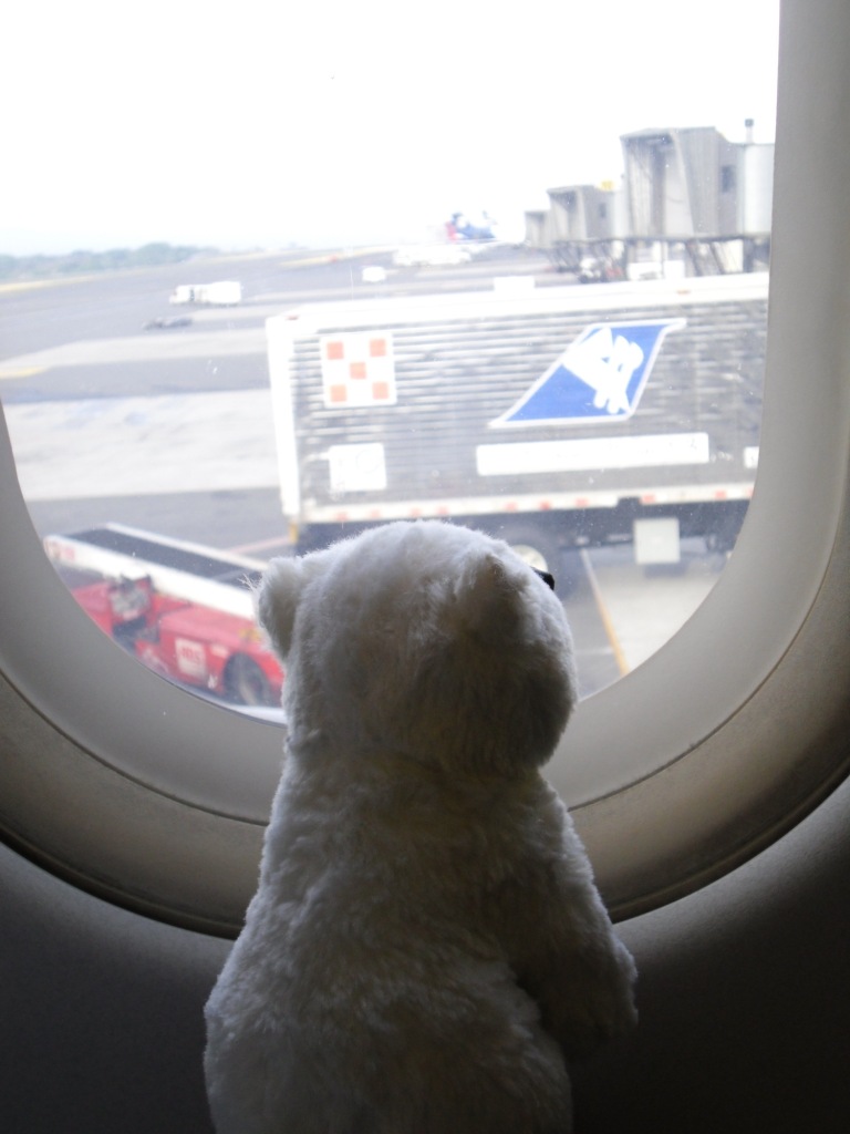 Stuffed polar bear looking out plane window