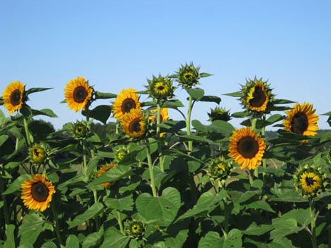 Sunflowers