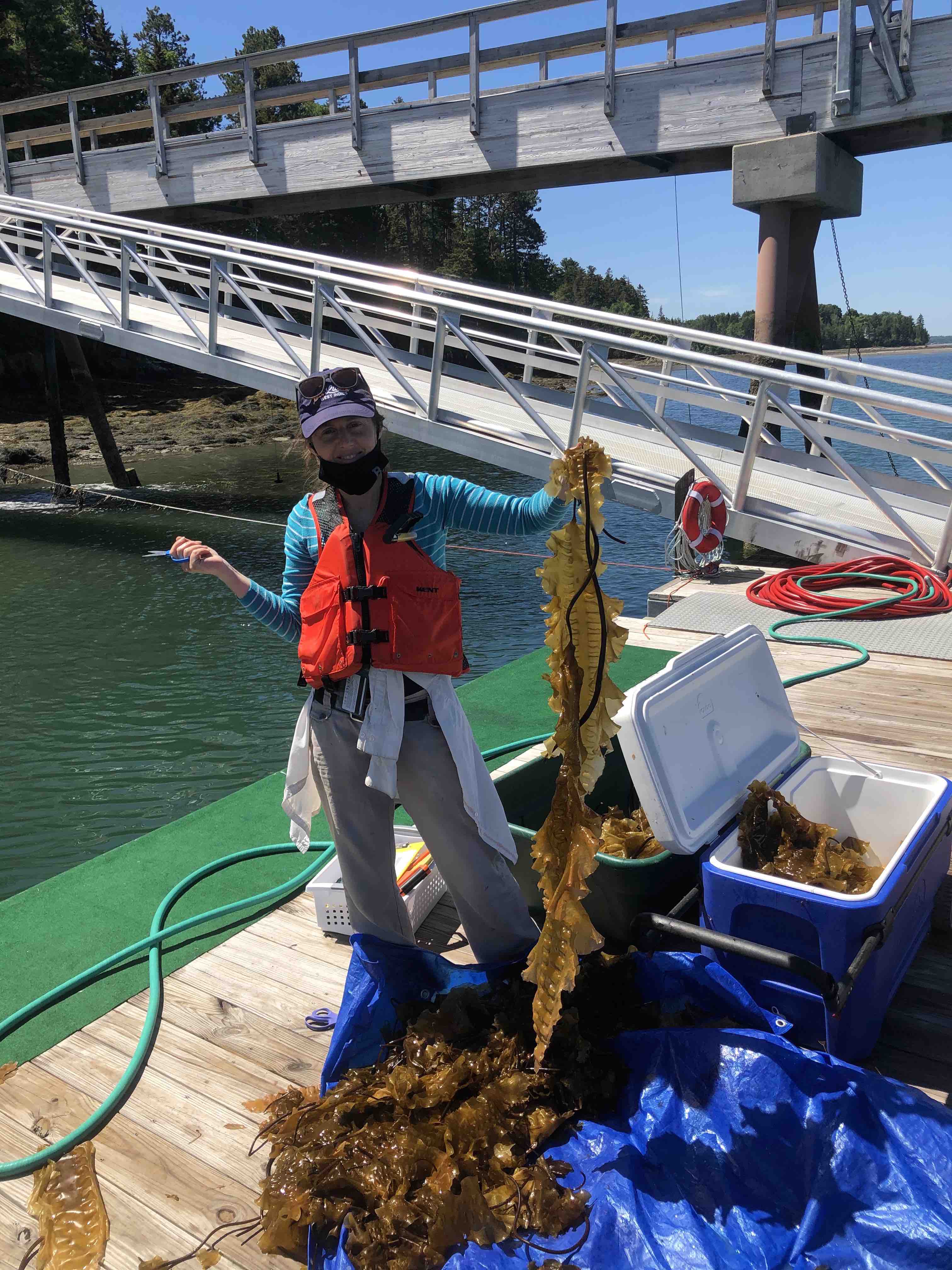 heidi harvesting kelp
