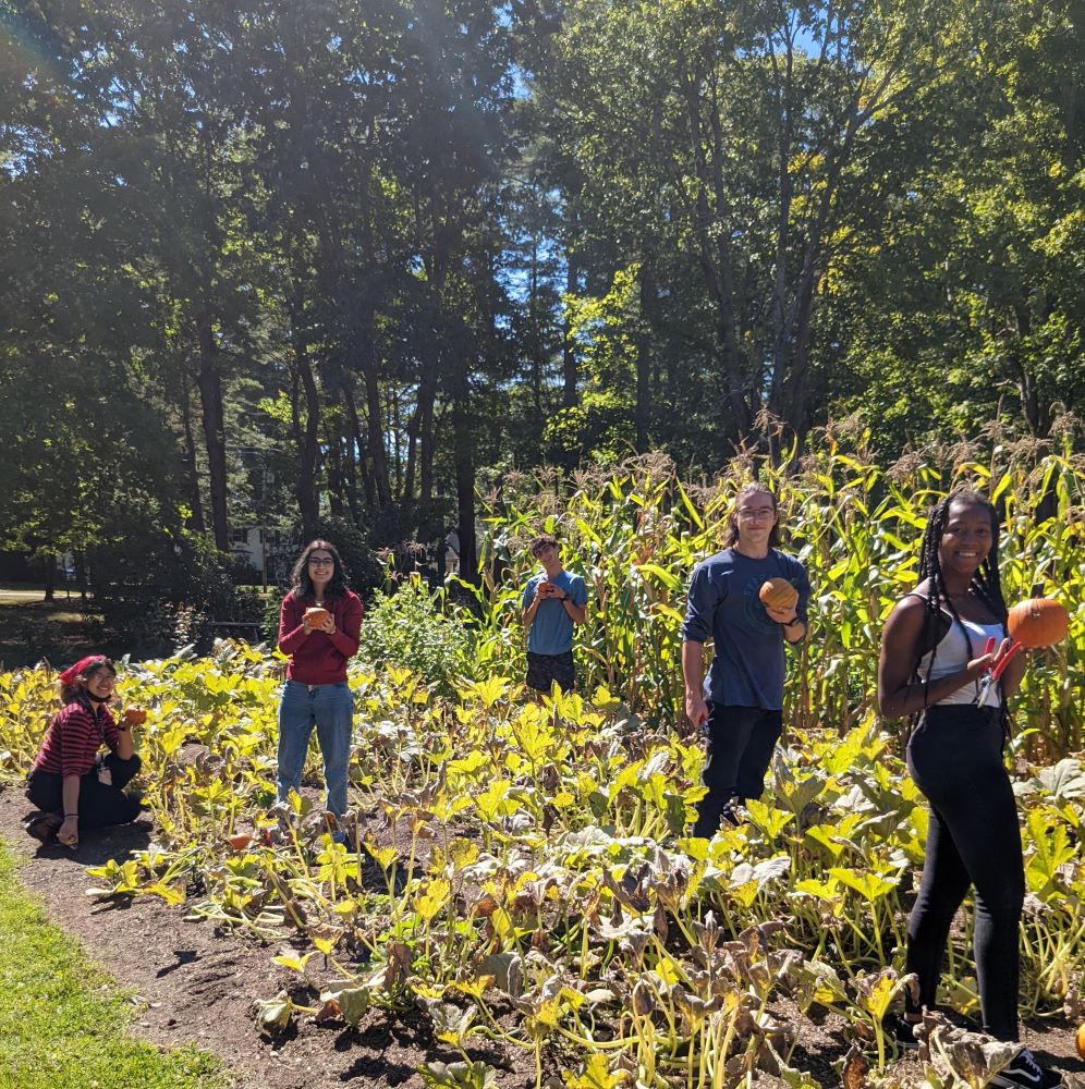 group harvesting pumpkins