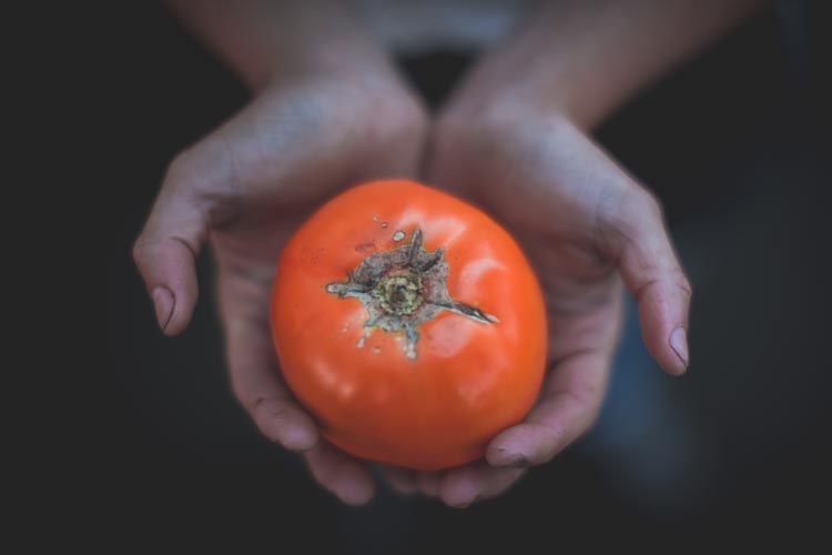 hard working hands holding heirloom tomato