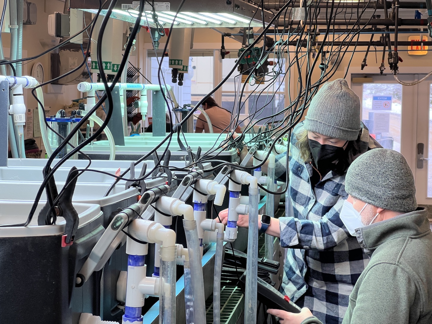 Michele Lavigne in wet lab at Coastal Studies Center