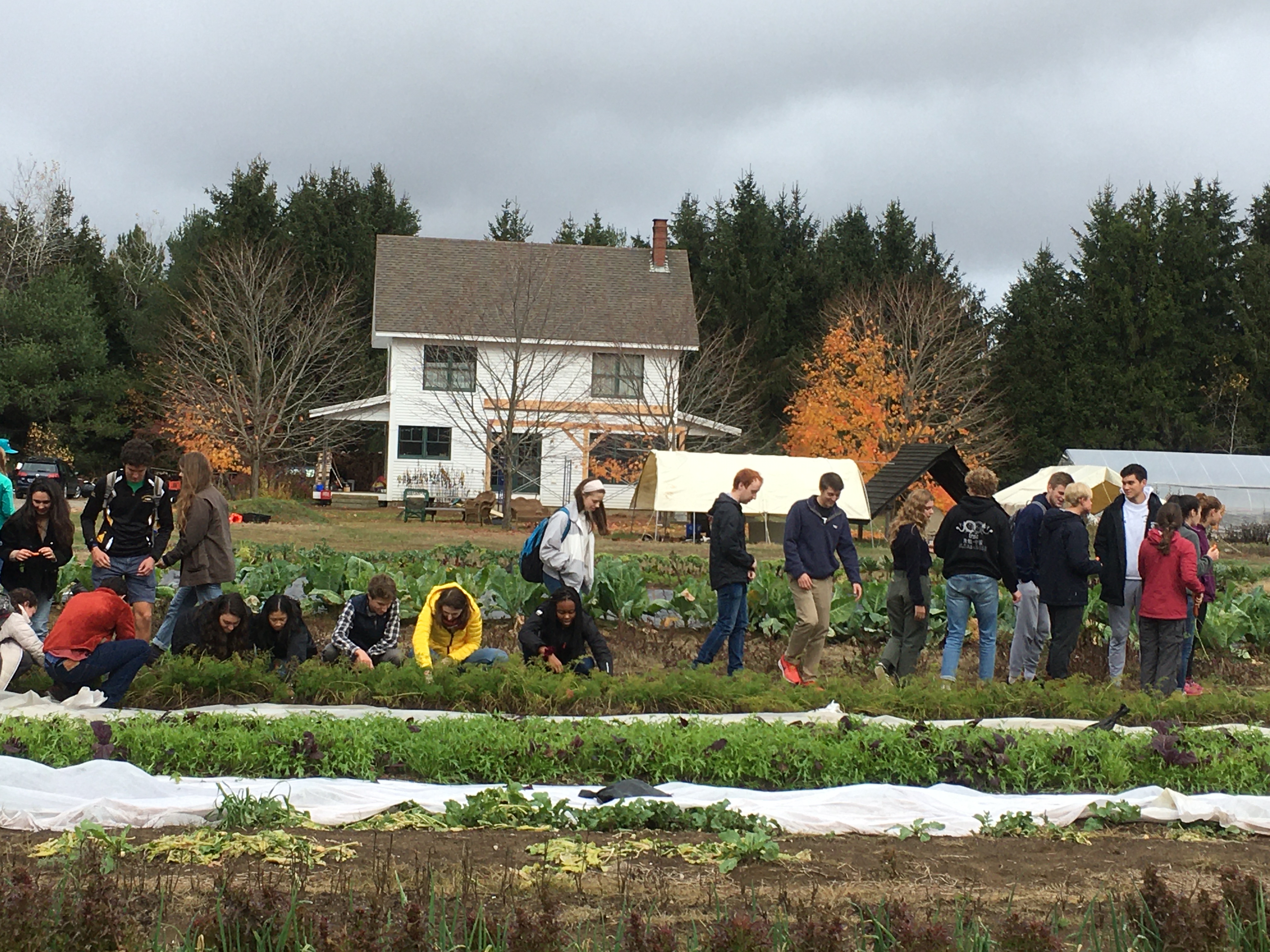 Carrot harvest