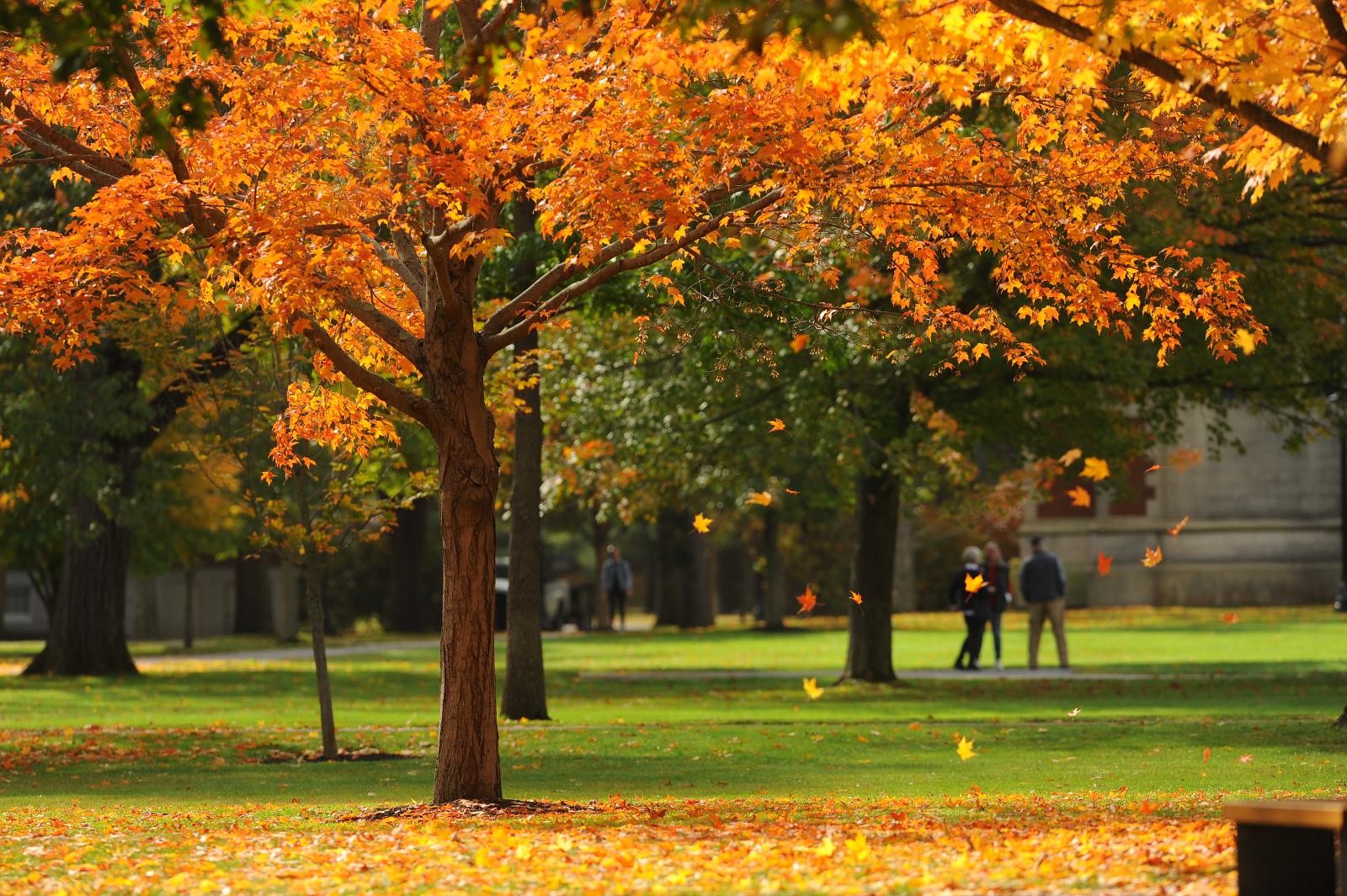 falling leaves