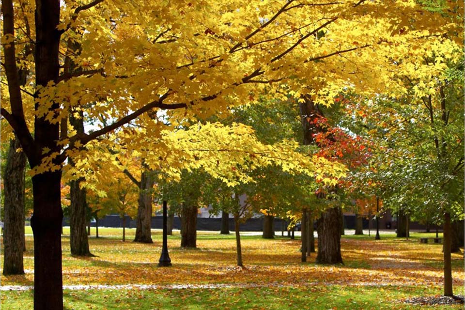 Autumn on the Quad