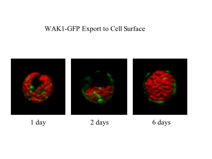 WAKI-GFP Export to Cell Surface Image