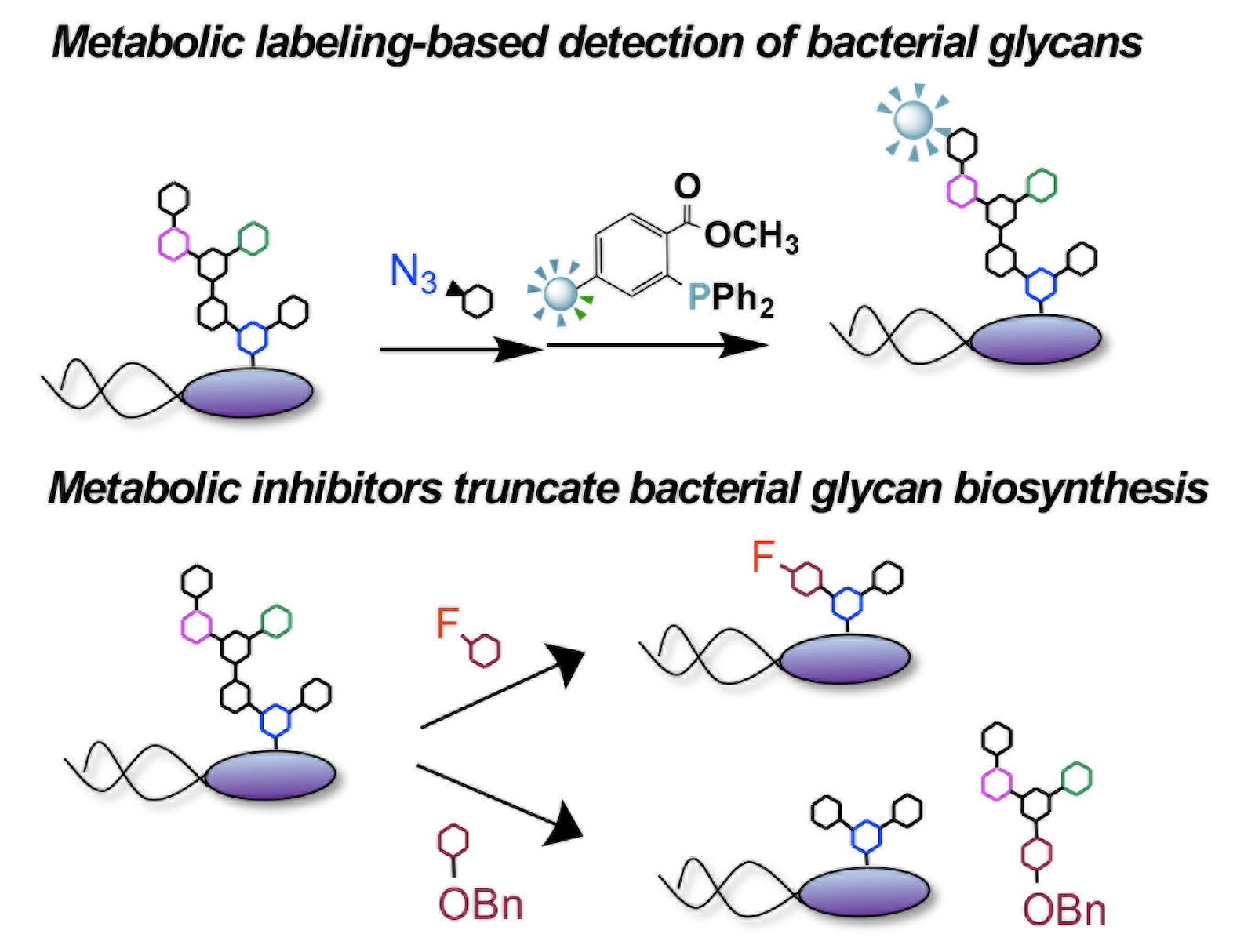 bacterial_sugars