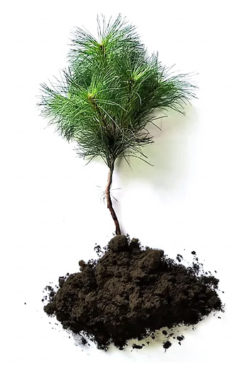 A white pine seedling
