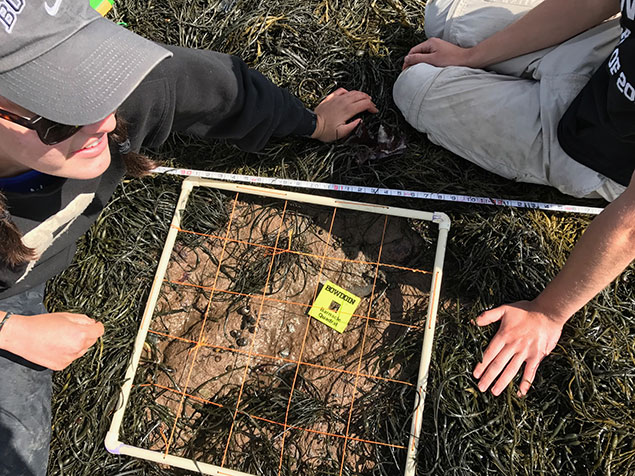 students using the barnacle quadrant