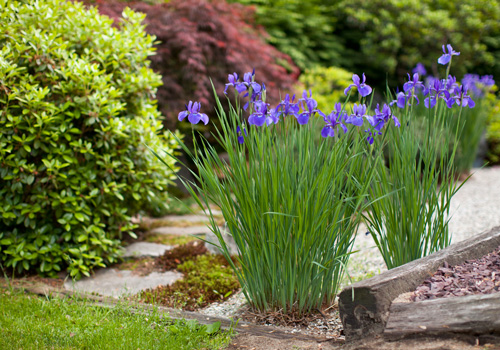 japanese garden iris