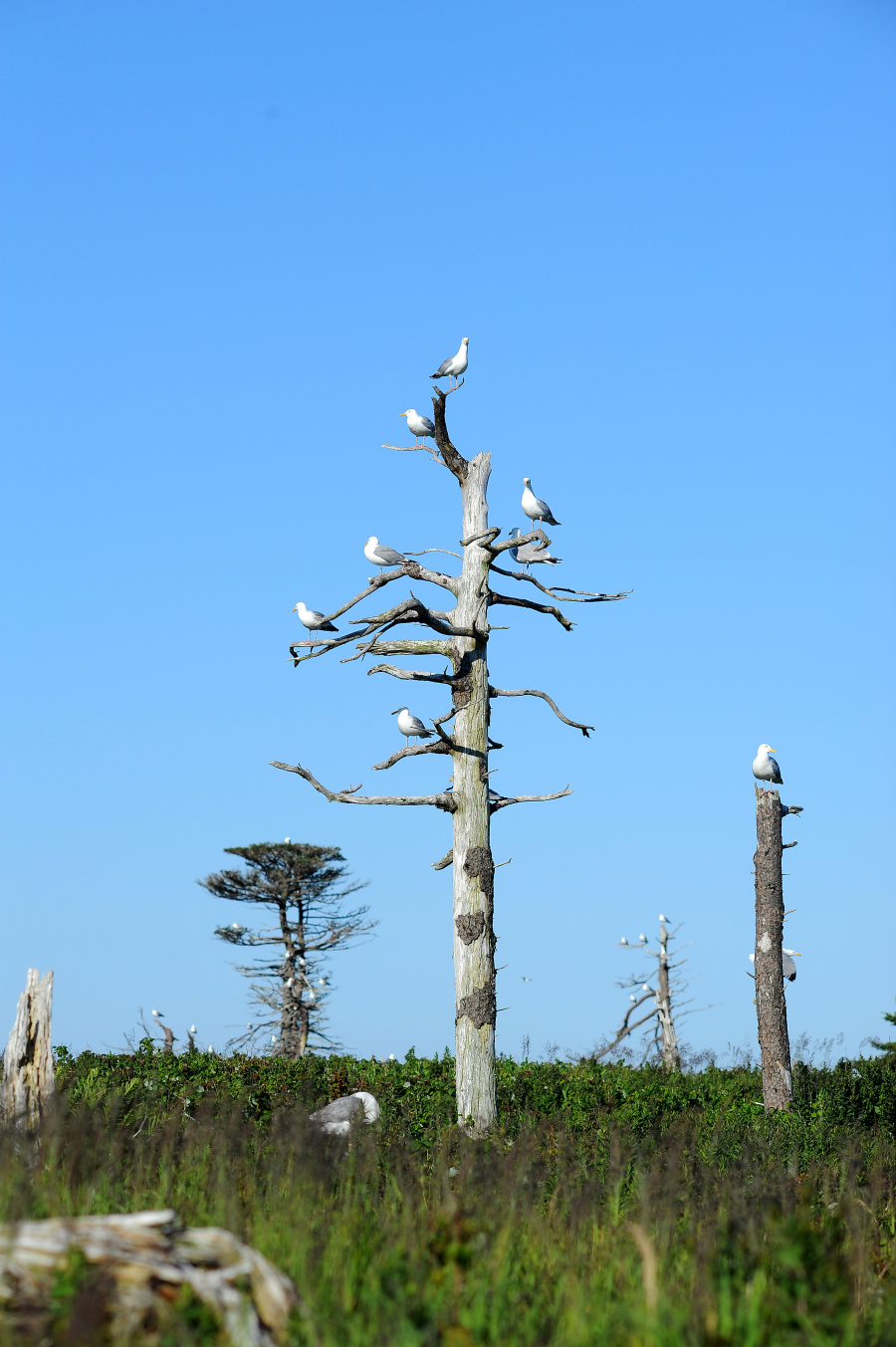 Birds in a tree