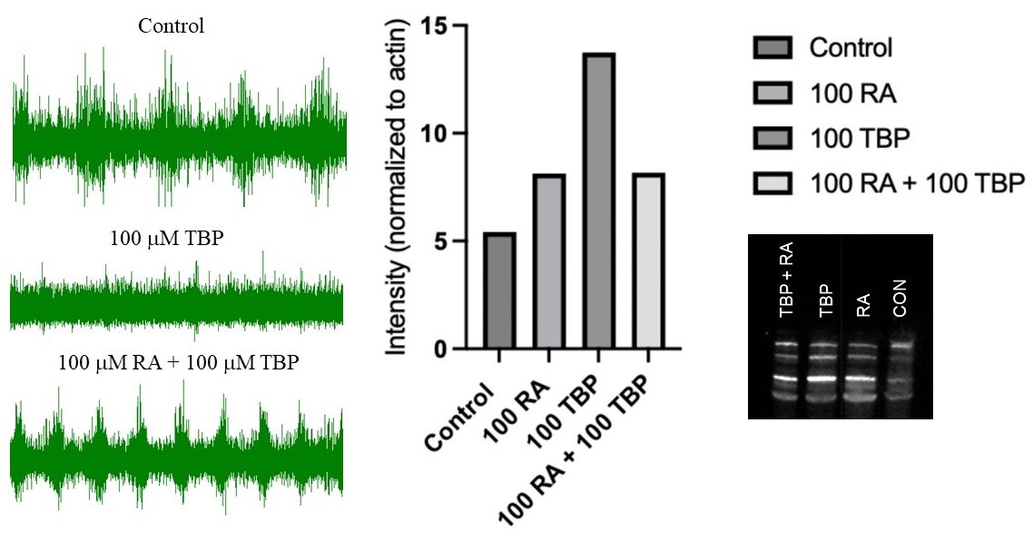 Data figure from the Diaz-Rios lab