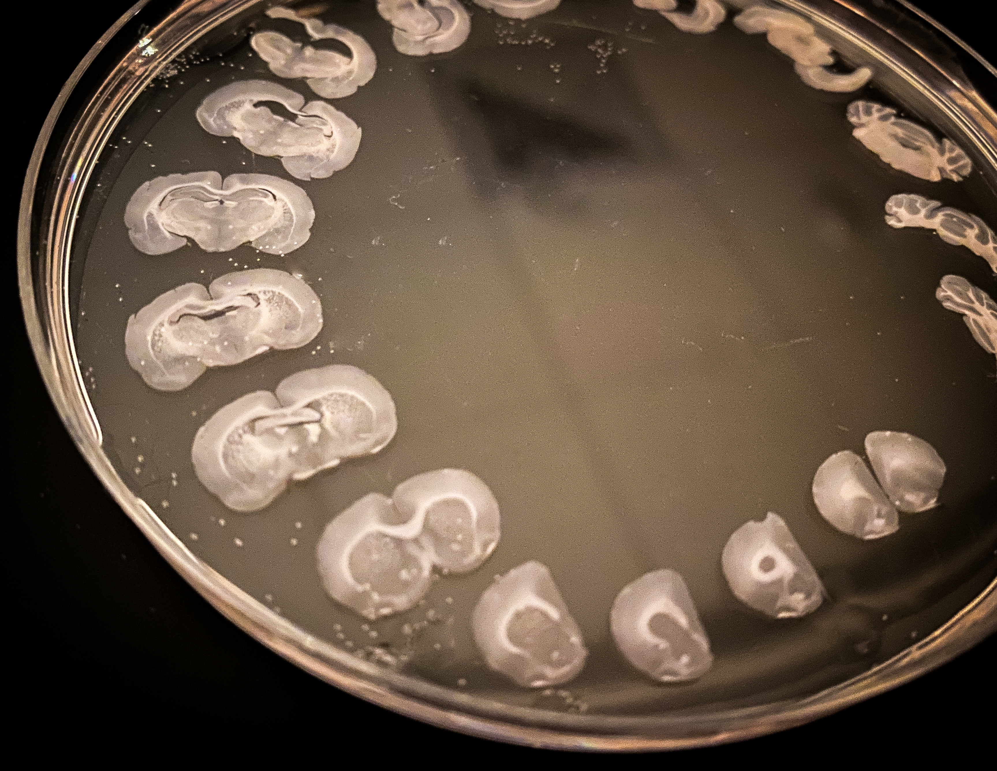 Honeycutt Lab