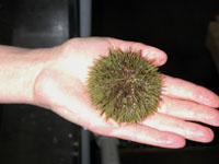 Sea urchin gonad