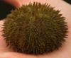 Sea Urchin