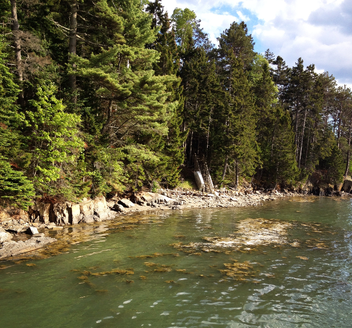 Trees and the coast