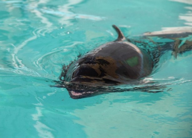 Noodle the harbor porpoise (Photo: Riverhead News-Review/Carrie Miller)