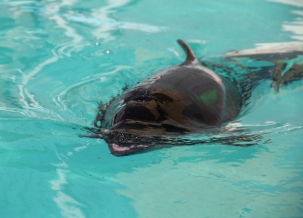Noodle the harbor porpoise (Photo: Riverhead News-Review/Carrie Miller)