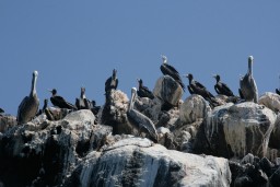 Ecology Trip