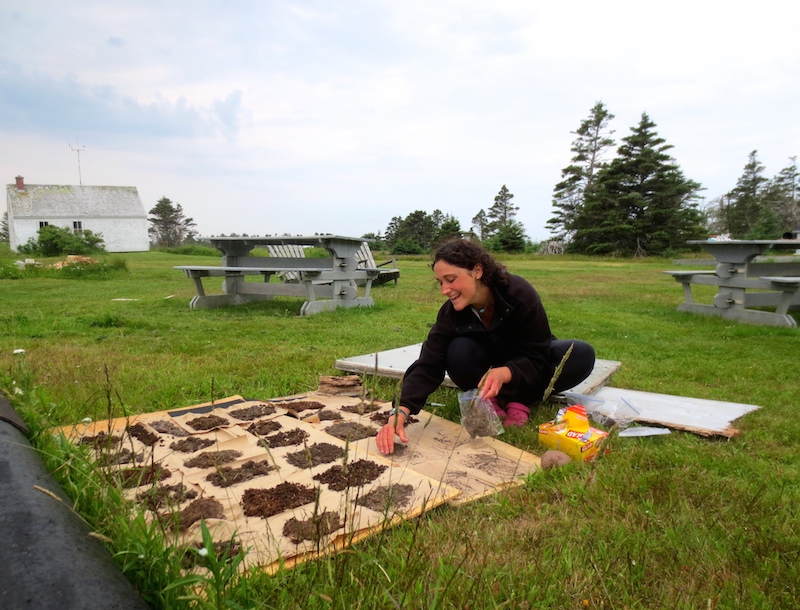 Gilliam Kramer dries out her soil samples on Kent Island