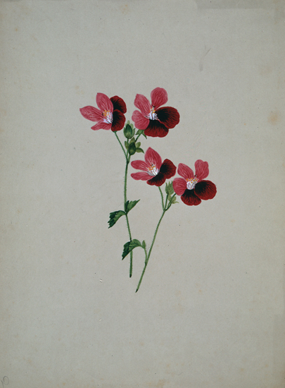 "Untitled (Flower Study)" by Henrietta Benson Homer