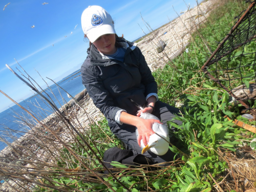 Claire Schollaert ’16 holds a herring gull before taking measurements, collecting samples, and tagging it. She is researching herring gull foraging behavior this summer.