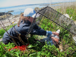 Claire Schollaert ’16 removes a herring gull from the trap