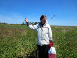 Kate Shlepr hikes out to her gull-trapping site on Kent Island