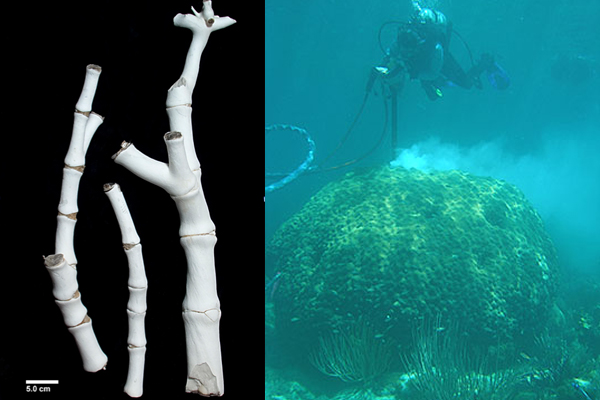 Michèle LaVigne has a National Science Foundation grant to research deep-sea bamboo corals and what they can tell us about the connections between the ocean depths and climate. Photo on left by Tessa Hill. Photo on right, of Lavigne drilling surface corals, by Chris Reich, USGS.
