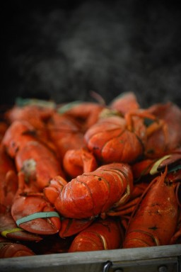 Lobster Bake