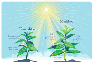 As computer models predicted, genetically modified plants are better able to make use of the limited sunlight available when their leaves go into the shade, researchers report. Graphic: courtesy of Julie McMahon, University of Illinois