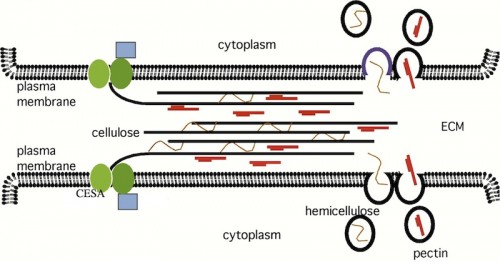 Cell wall