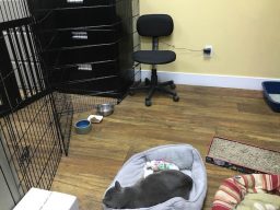 silver laying in cat bed in office
