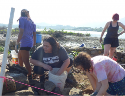 Bowdoin students help rebuild the rock wall at the He`eia Fishpond