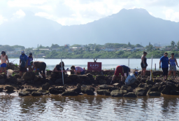 Bowdoin students help rebuild the rock wall at the He`eia Fishpond