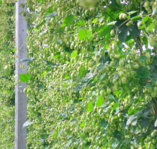 Growing hops in Maine. Photograph: Aroostook Hops