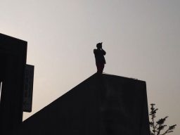 Silhouette of person standing on building