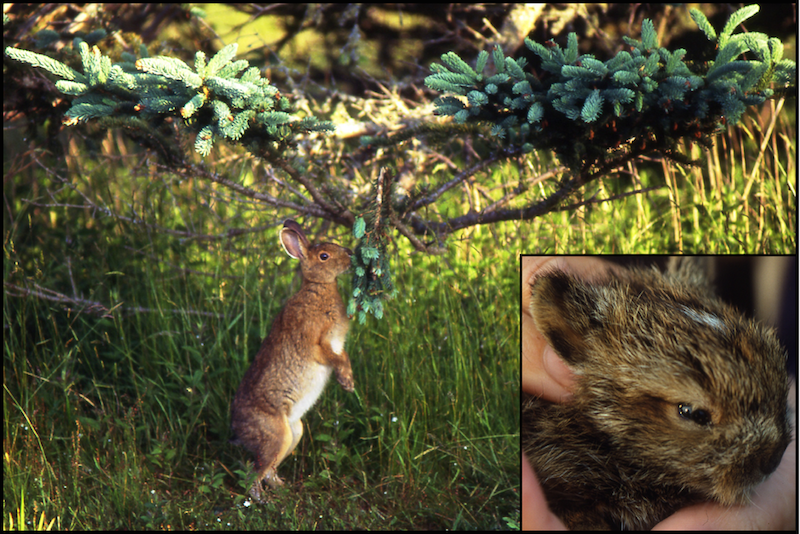 Adult snowshoe hare browsing the lower branches of a white spruce. Inset: newborn snowshoe hare.