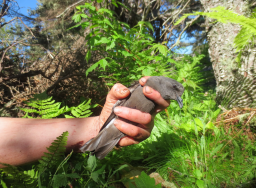 A Leach’s storm petrel on Kent Island