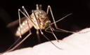 mosquito128.jpg
