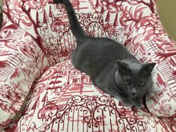 silver the cat in red chair