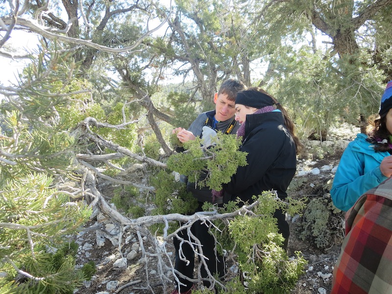 Jaret Reblin and Laura Block ’17 examining conifer foliage at mid-elevation in Lee Canyon, Nev.