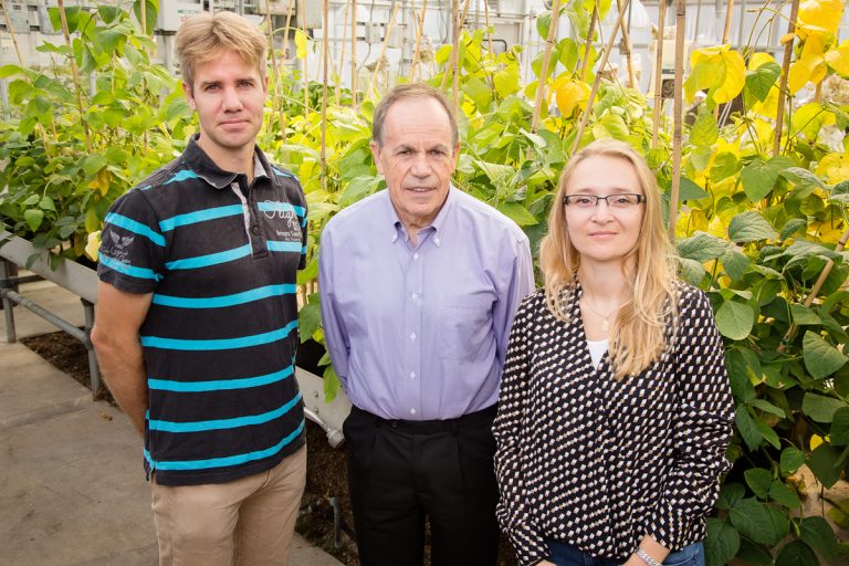 Stephen P. Long, a University of Illinois professor of crop sciences and of plant biology, center, with postdoctoral researchers Johannes Kromdijk, left, and Katarzyna Glowacka, increased plant yield by altering a mechanism plants use to protect themselves from excess solar energy. Photo: L. Brian Stauffer, University of Illinois