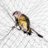 bird in net