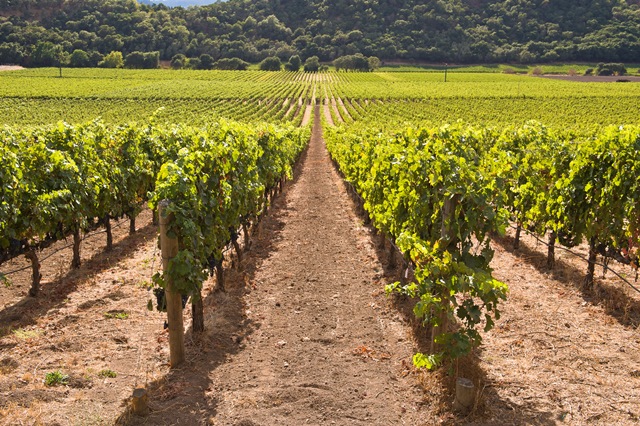 Stags’ Leap Vineyard, Napa Valley, CA. Photograph: Treasury Wine Estates