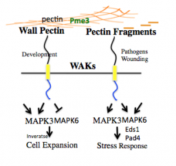 wak-ii