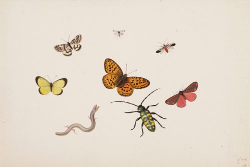 “Studies of Butterflies, Moths, Flies, a Beetle and a Slowworm,” ca. 1675-1692, black chalk, pen and black ink, watercolor and bodycolor, by Pieter Withoos, Dutch, 1654-1693. Museum Purchase, Lloyd O. and Marjorie Strong Coulter Fund. Bowdoin College Museum of Art.