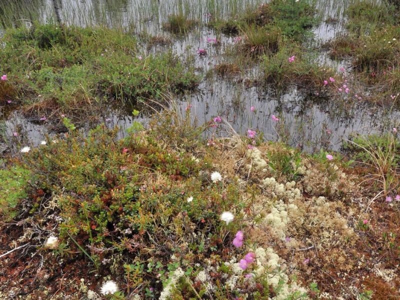 Peat Bogs That May Contain Important Climate Change Indicators